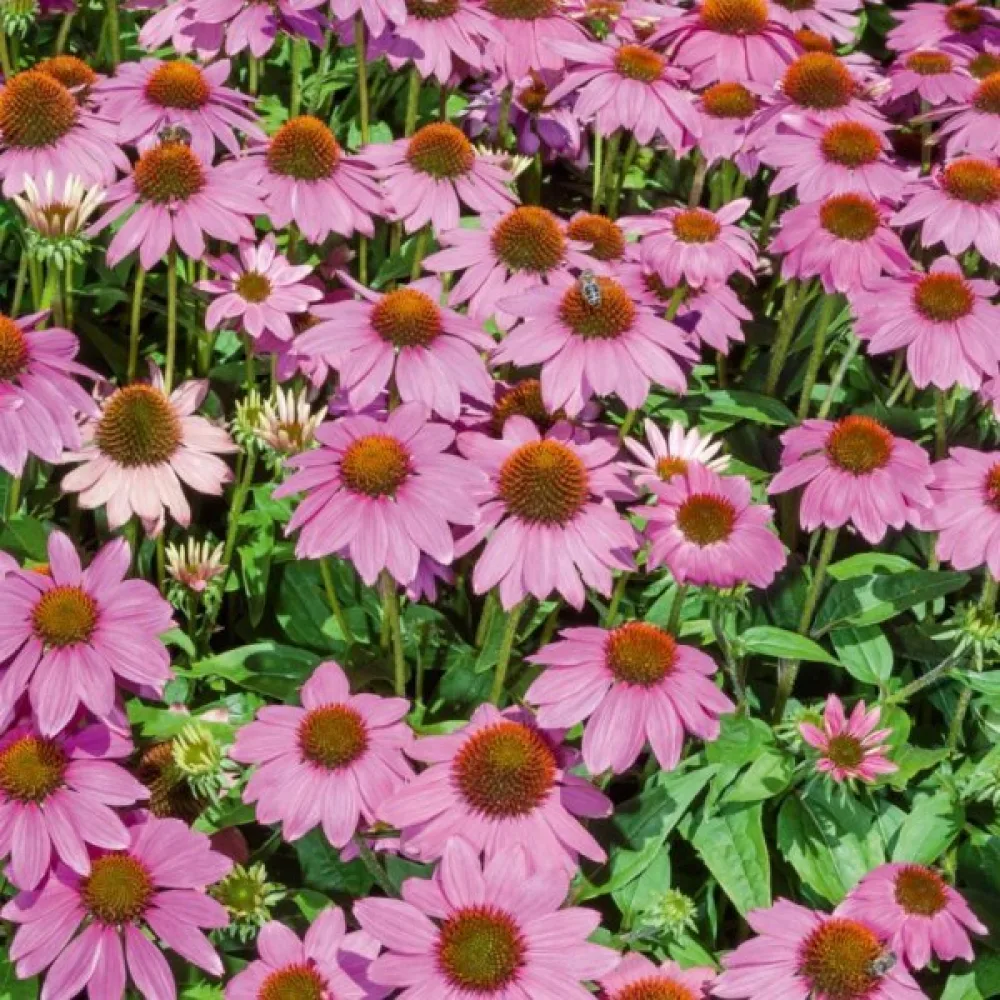 Röd solhatt Echinacea purpurea, rosa