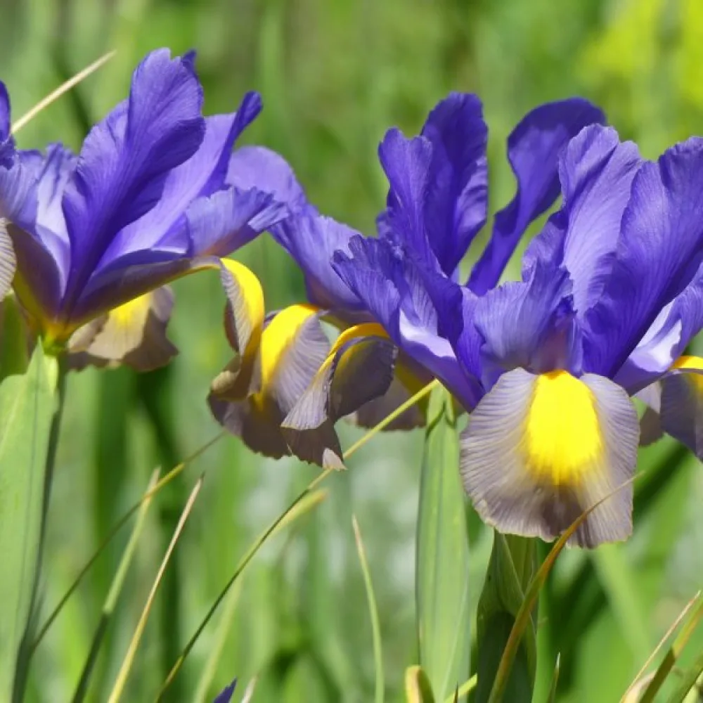 Iris 'Frans Hals'