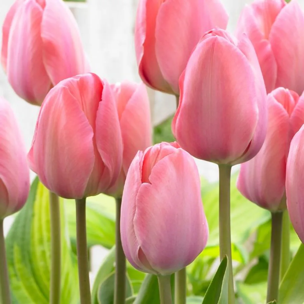 Tulpan 'Mystic Van Eijk'