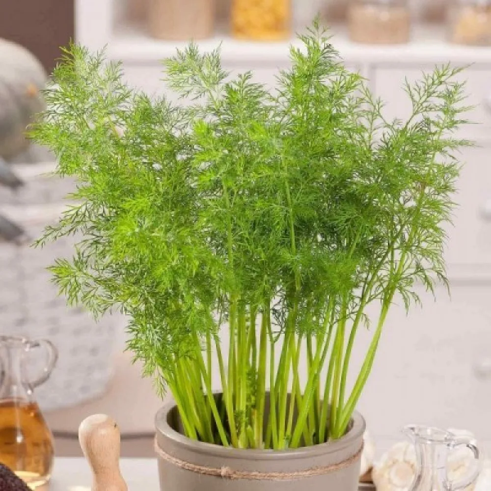 Dill 'Herkules'