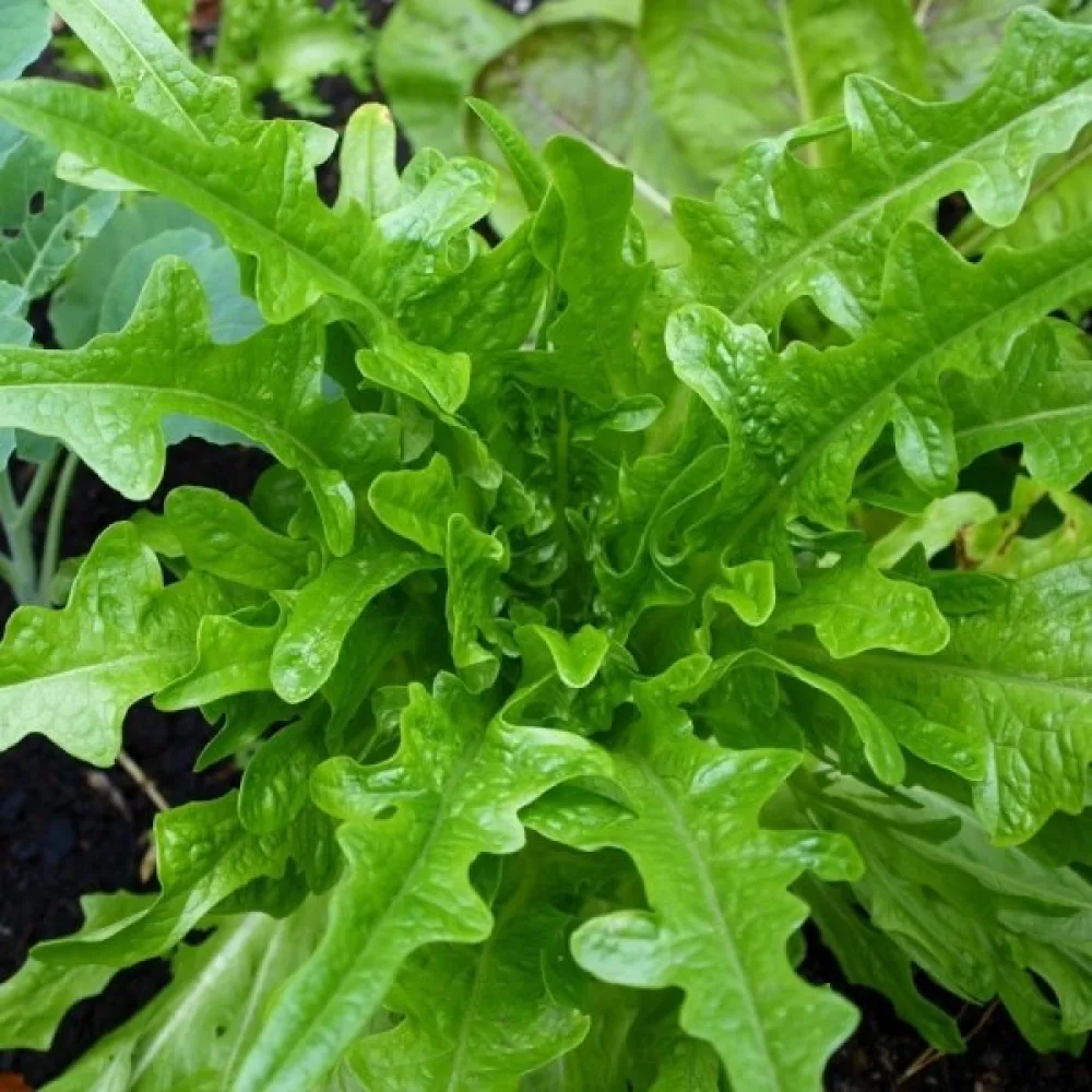 Sallad 'Catalogna'