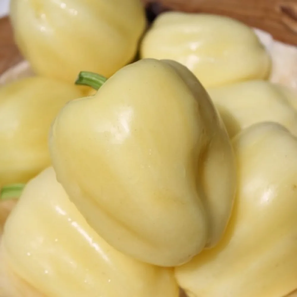 Paprika 'Zorza'