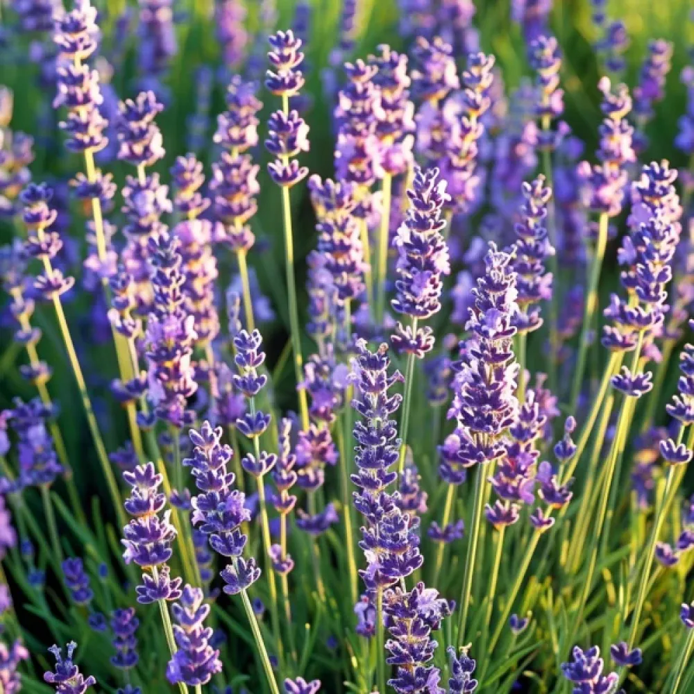 Äkta lavendel