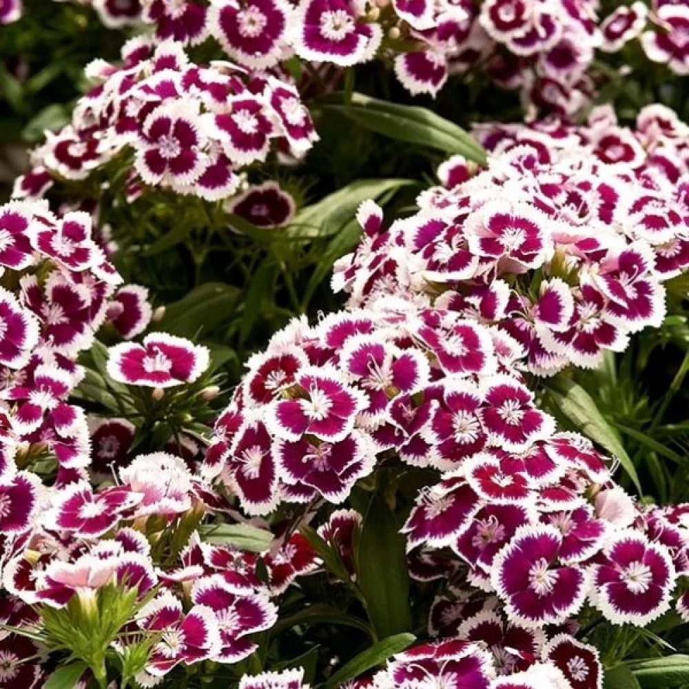 Borstnejlika 'Holborn Glory' – vit