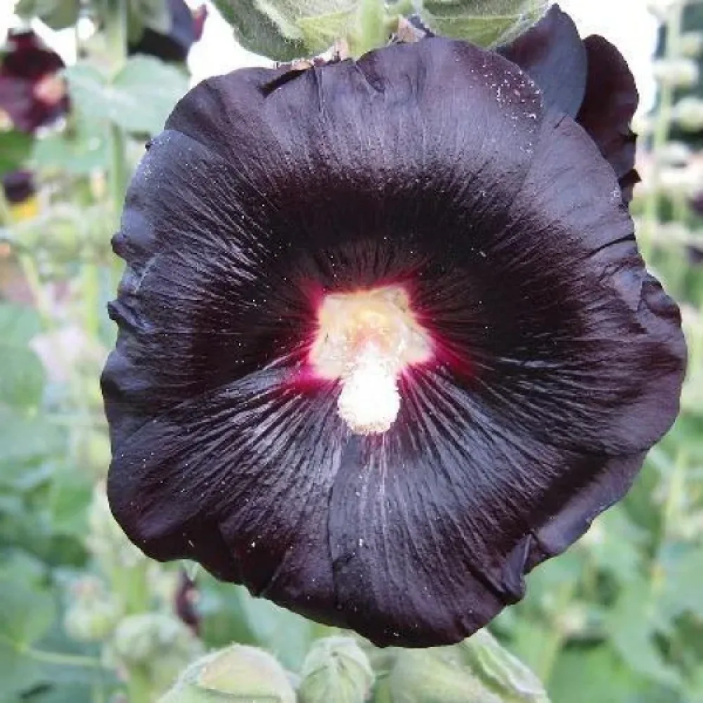 Stockros 'The Watchman'