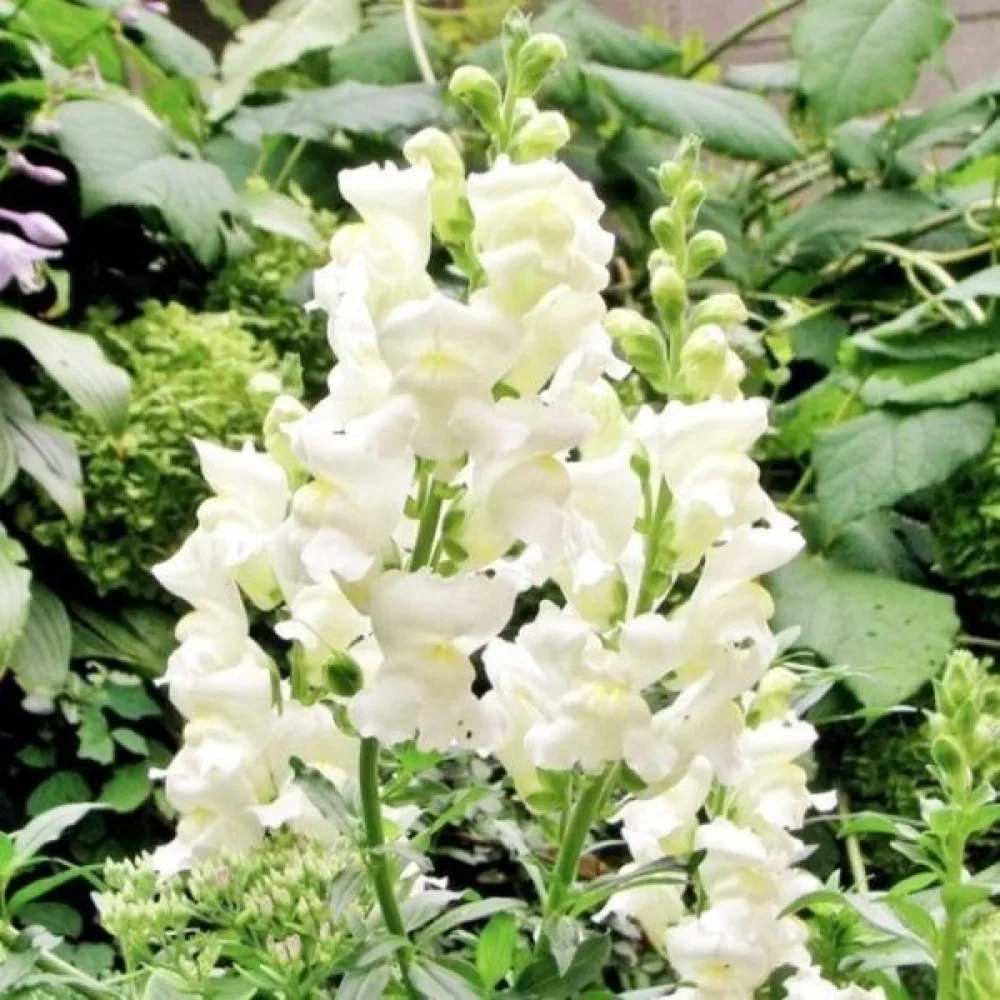 Lejongap 'Snowflake'
