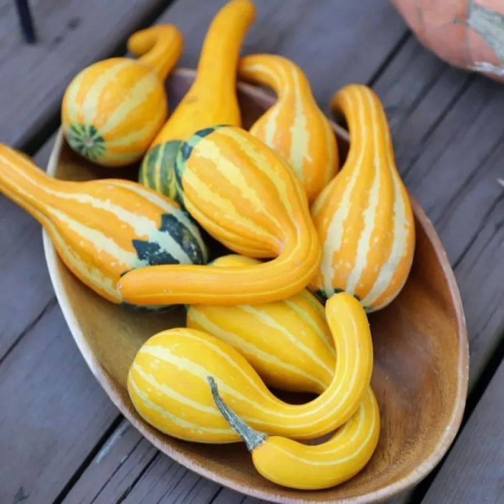 Pumpa 'Small Spoon'