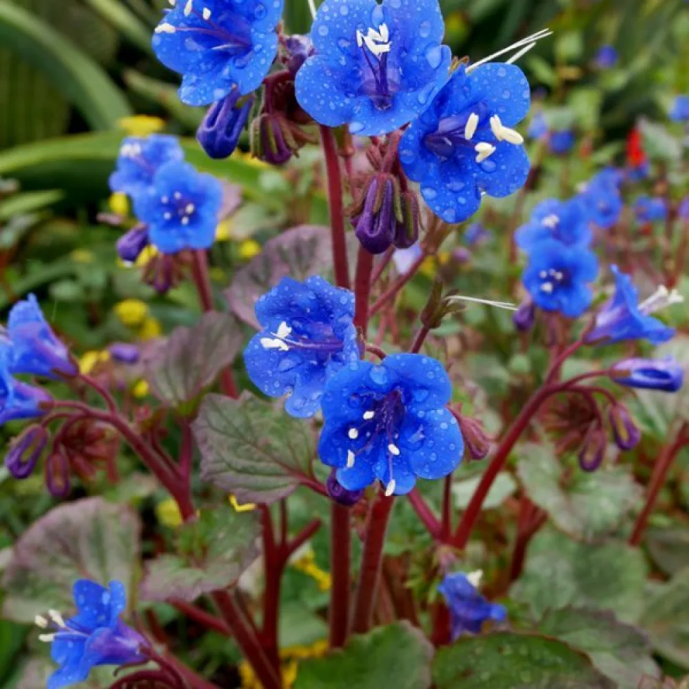 Honungsört Phacelia campanularia – blå
