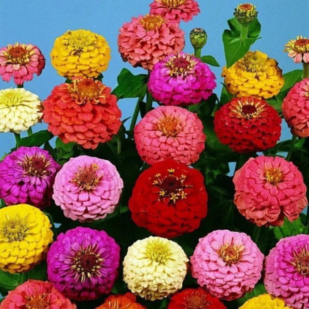 Zinnia 'Kobold' (blandning)
