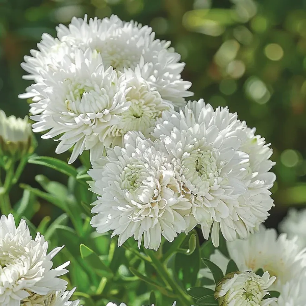 Sommaraster 'Thousand Wonders' vit