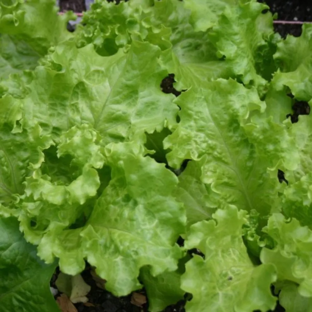 Plocksallad 'Black Seeded Simpson'