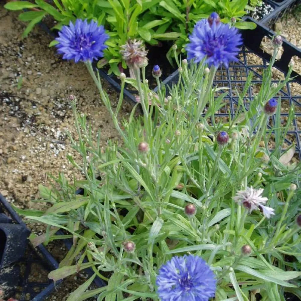 Blåklint 'Jubilee Gem', blå