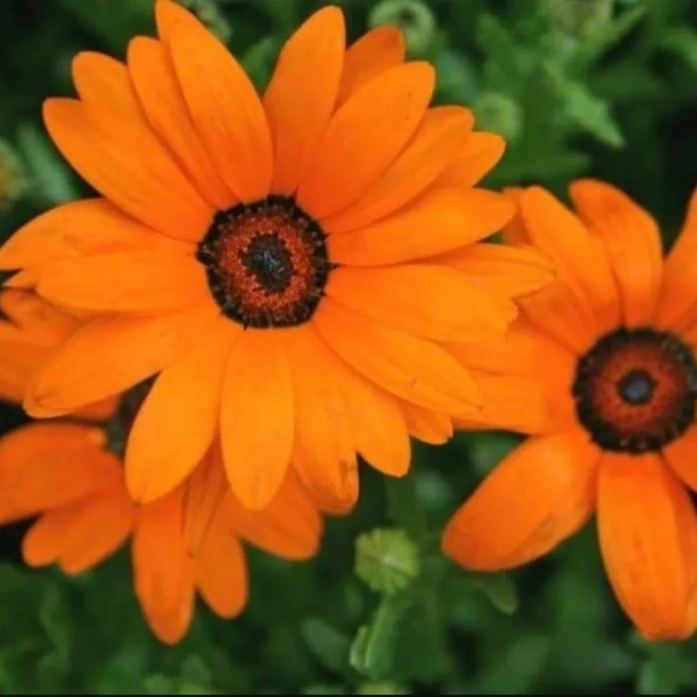 Stjärnöga 'Orange Glory' – orange