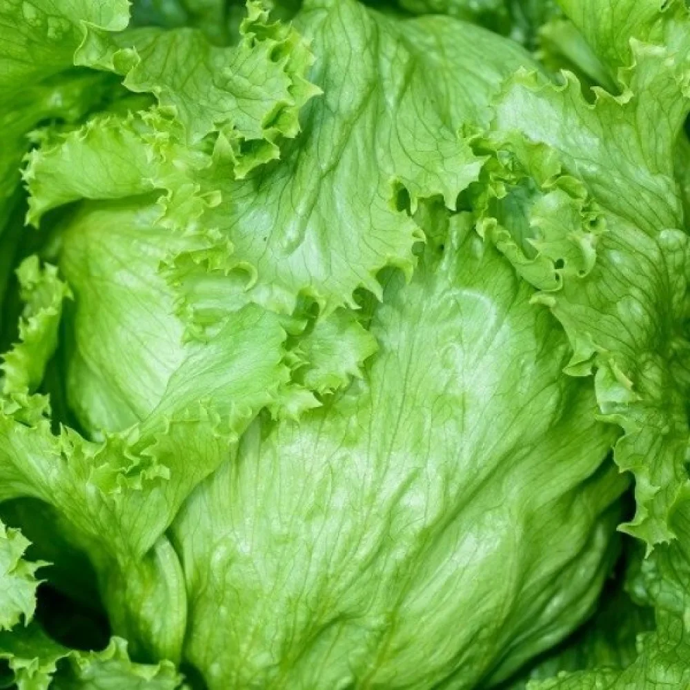 Isbergssallad 'Olimp'