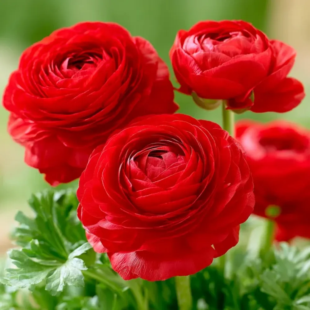 Ranunkel 'Red Tomer'