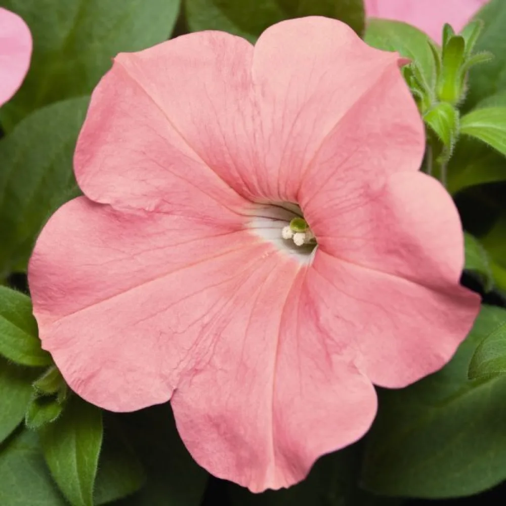Petunia 'Salmon'