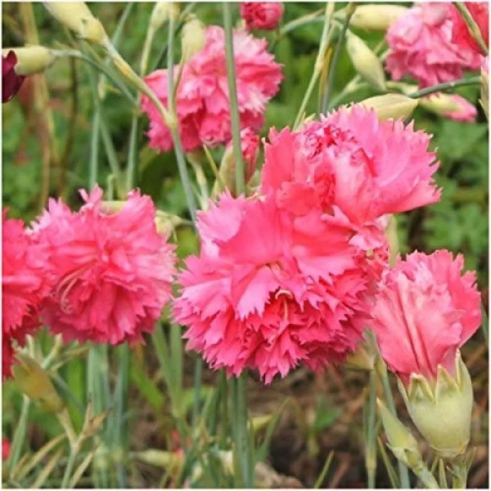 Nejlika 'Grenadin' – rosa