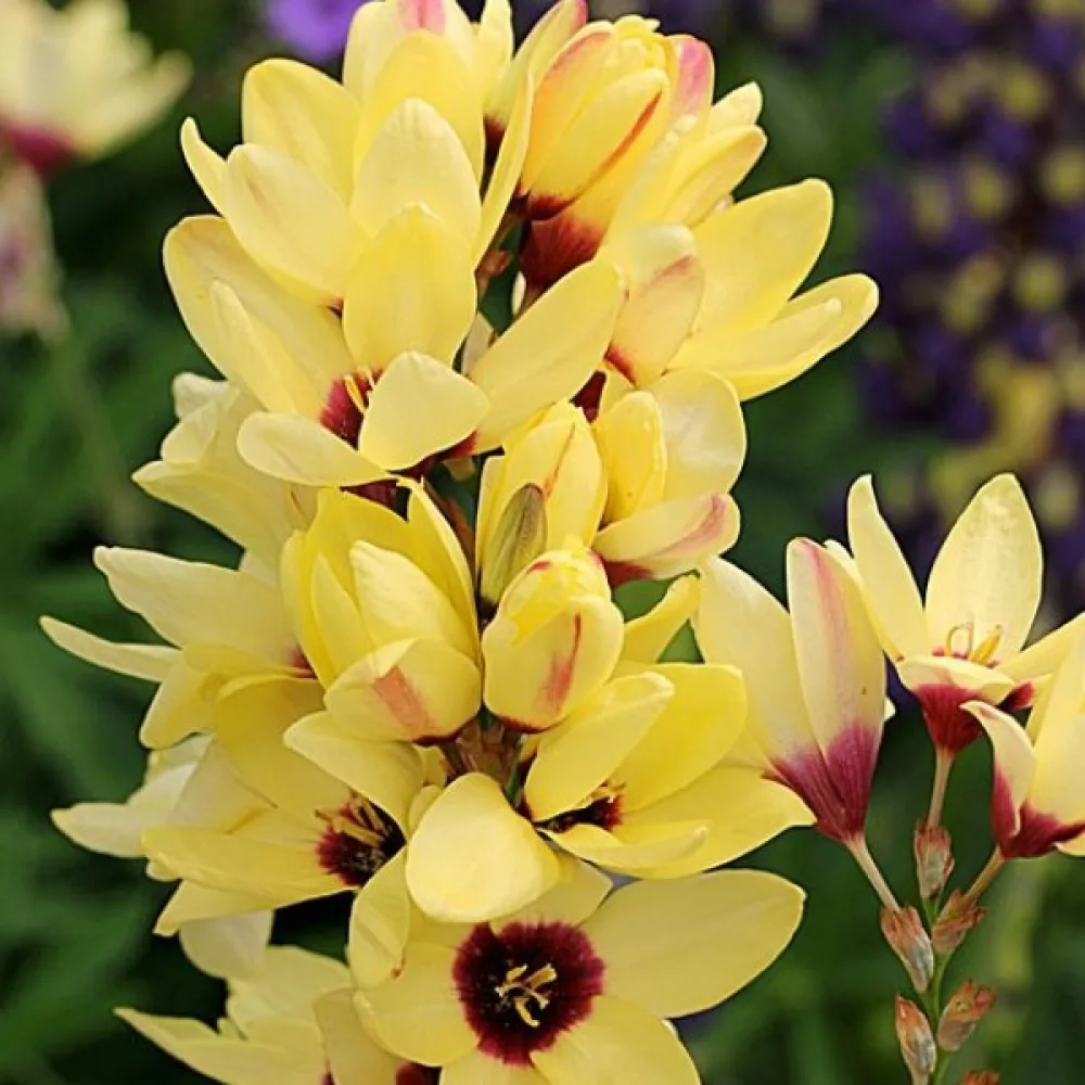 Ixia 'YELLOW EMPEROR'