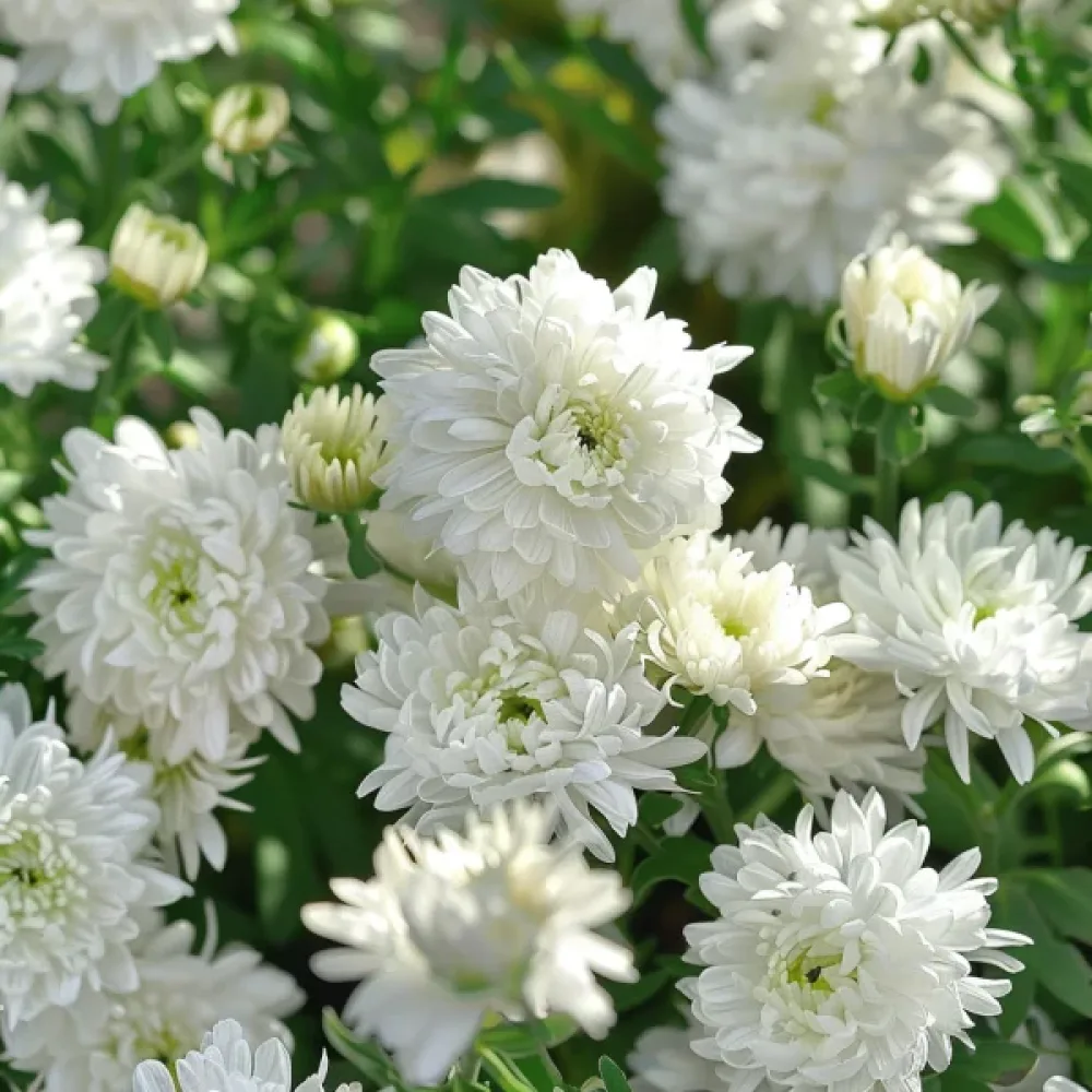 Sommaraster 'Thousand Wonders' vit