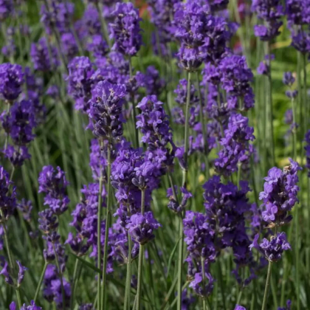 Lavendel 'Munstead'