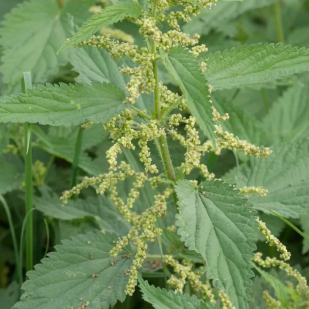 Brännässla Urtica dioica