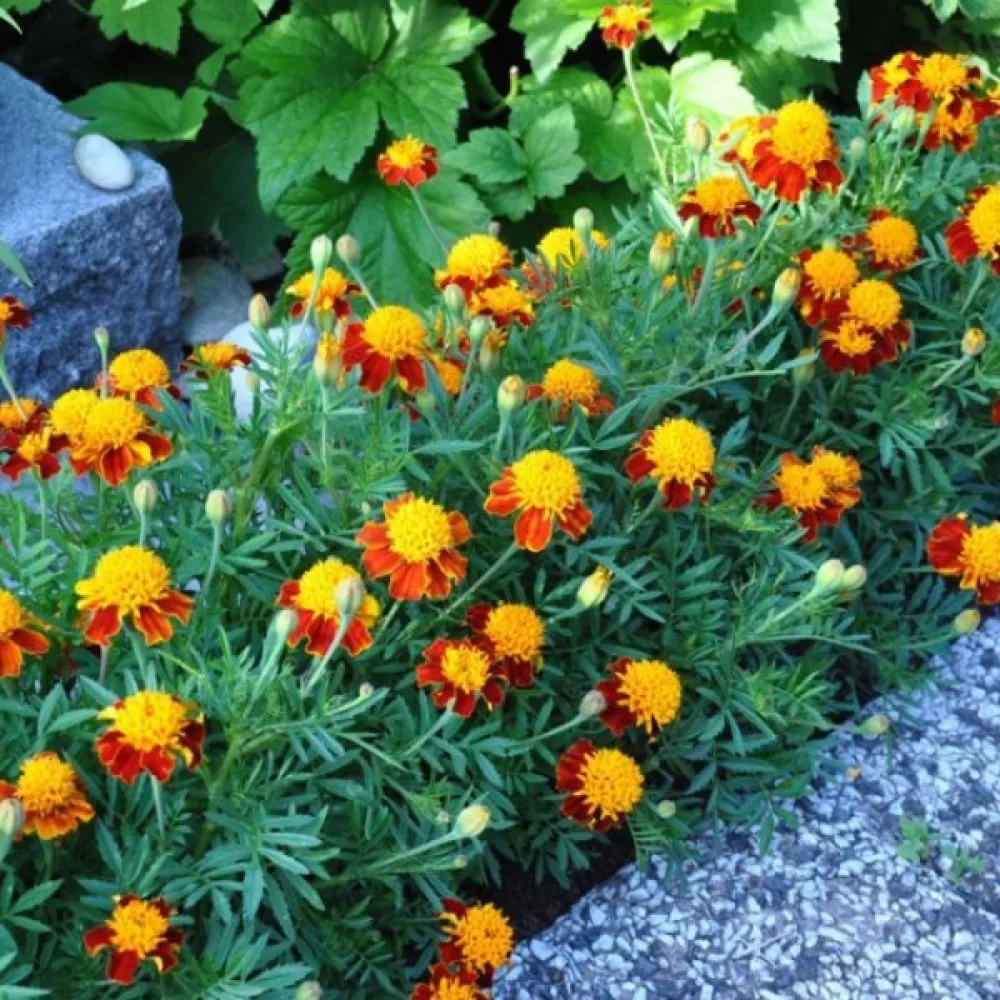 Fransk tagetes 'Tiger Eyes'