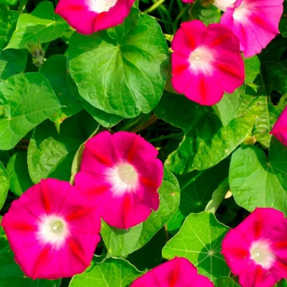 Blomman för dagen 'Scarlet O'Hara'