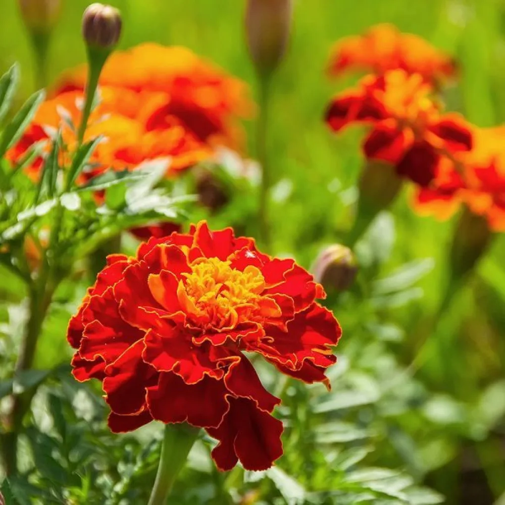 Fransk tagetes 'Red Brocade'
