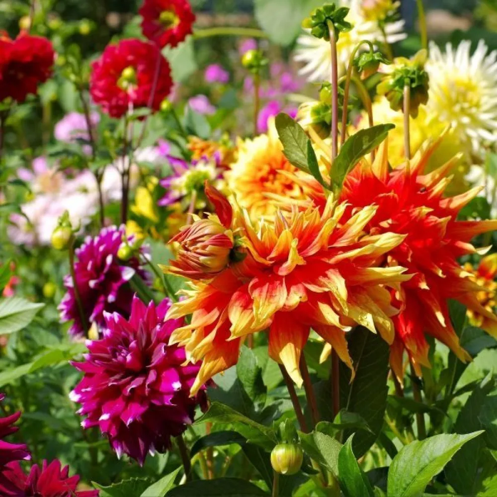 Hög dahlia 'Decorative Giants' – mix