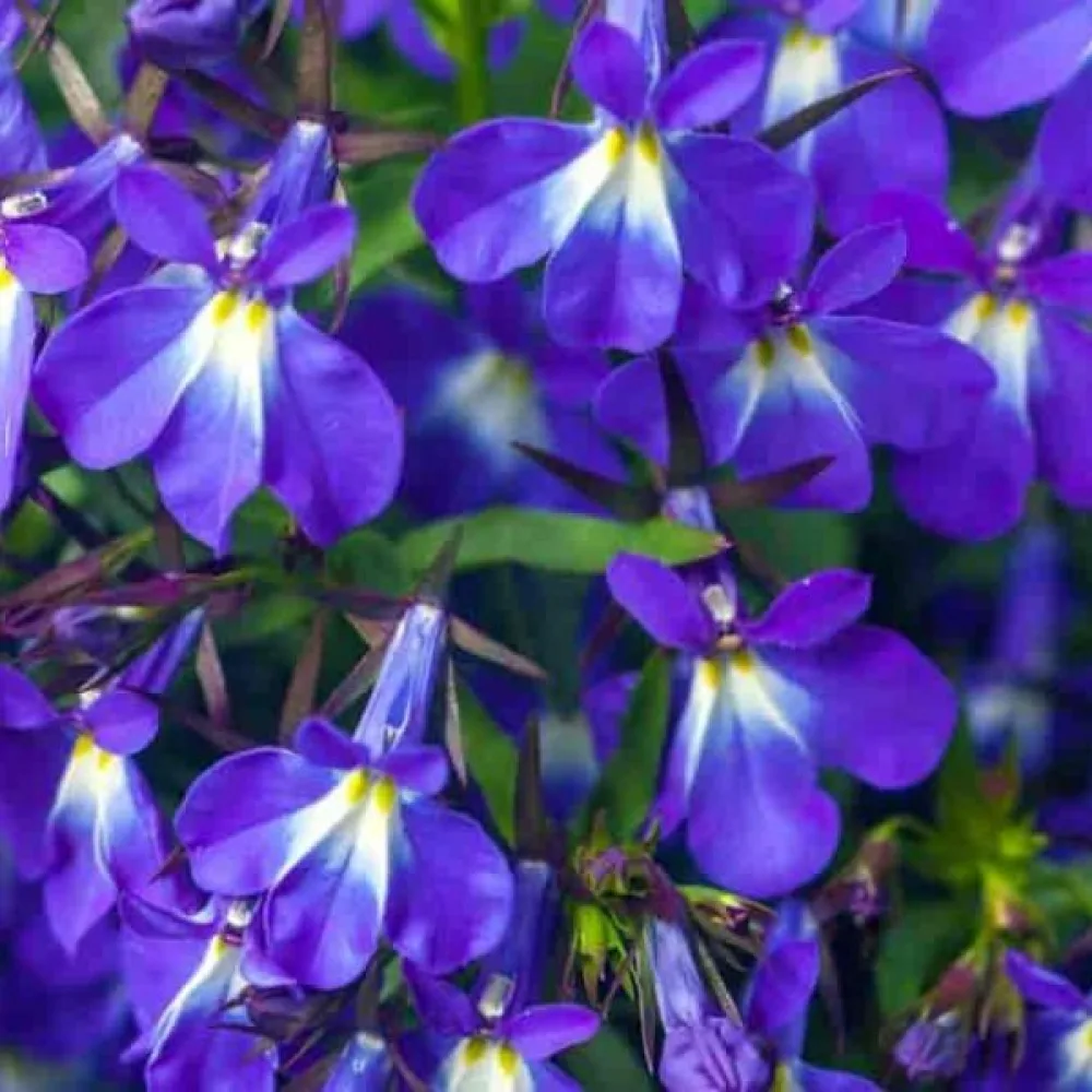 Kantlobelia 'Mrs. Clibran' – mörkblå