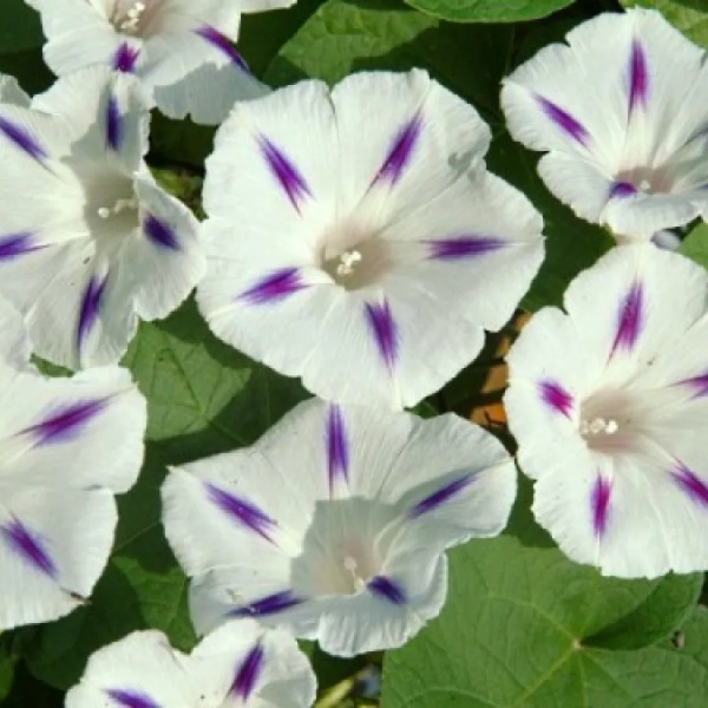 Purpurvinda 'Seta' – vit