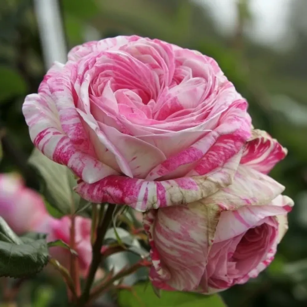 Ros 'Floral Whirl' – barrotad