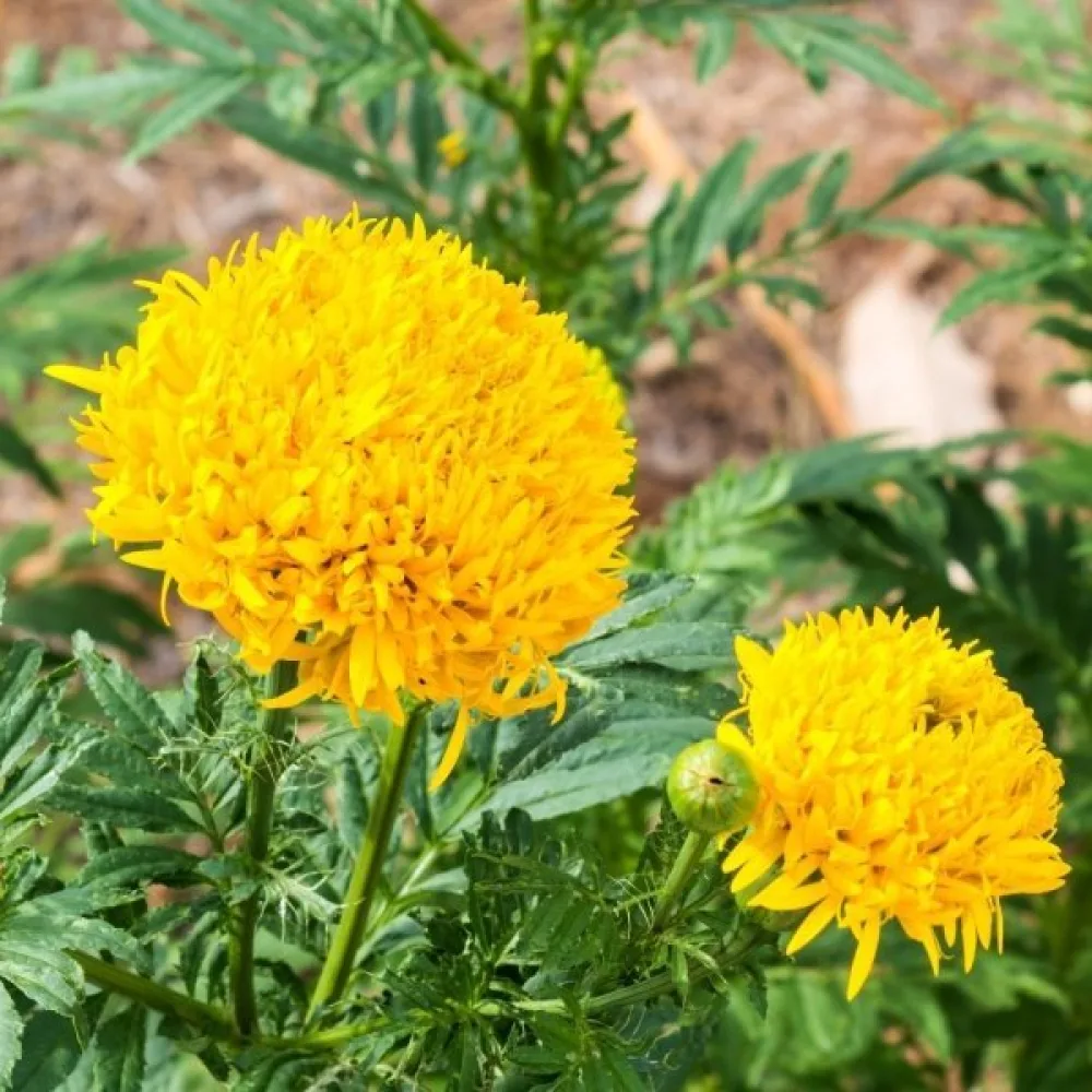 Afrikansk tagetes 'Fantastic Sulphur Yellow'