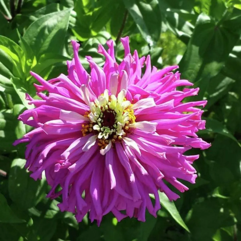 Zinnia 'Lilac Empress'