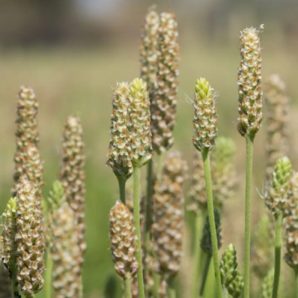 Loppfrö (psyllium)