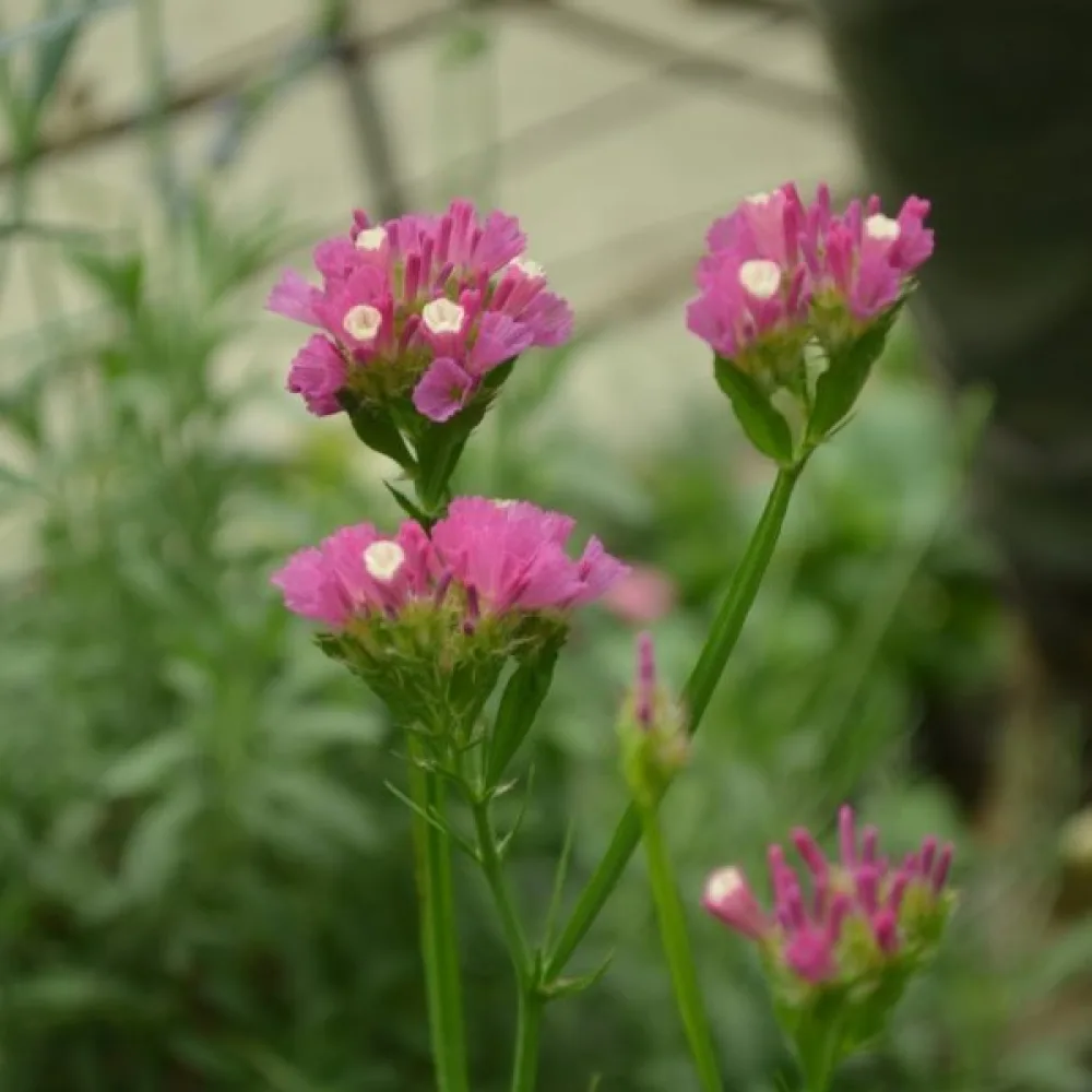Praktrisp Limonium sinuatum – karminrosa