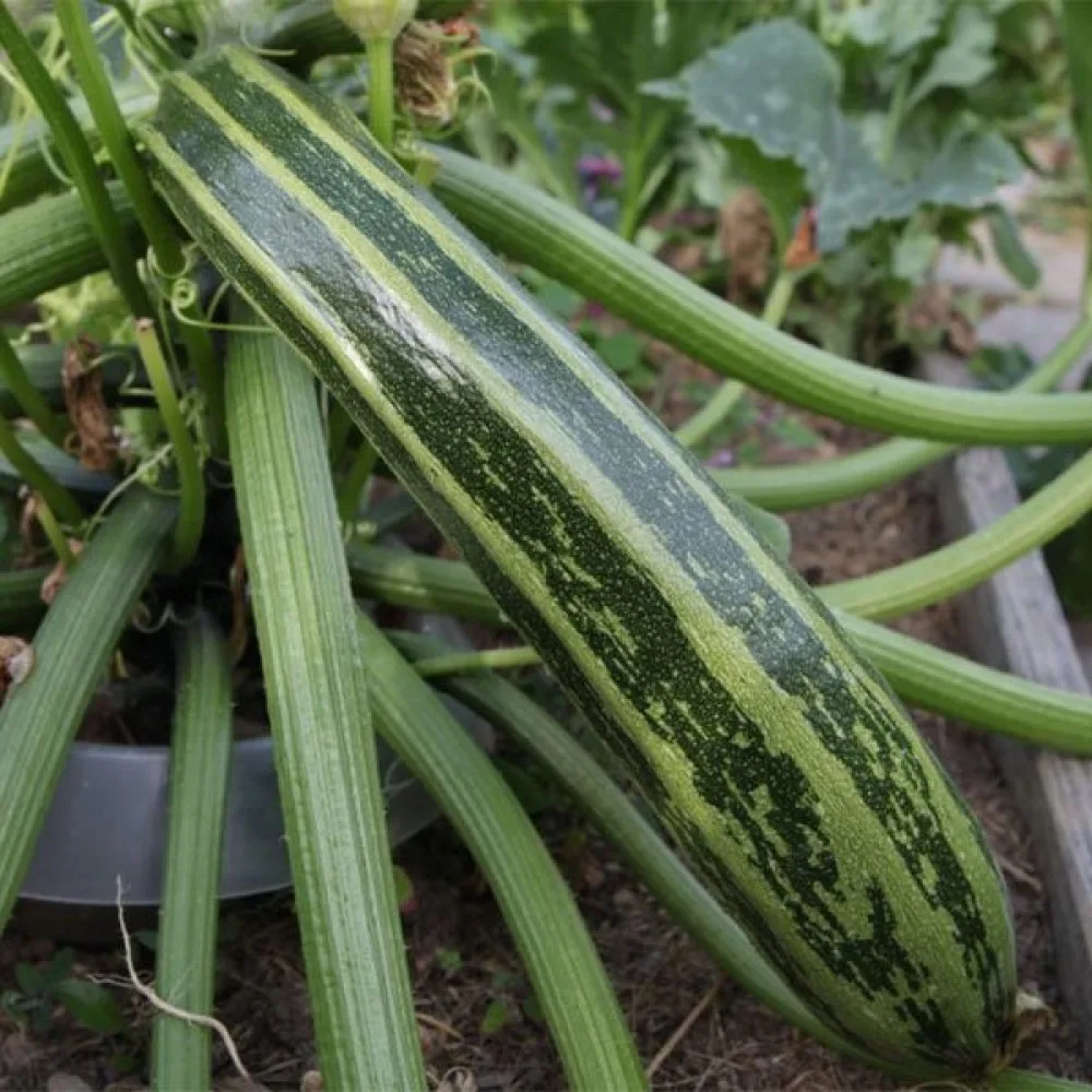 Zucchini 'Striato d'Italia'