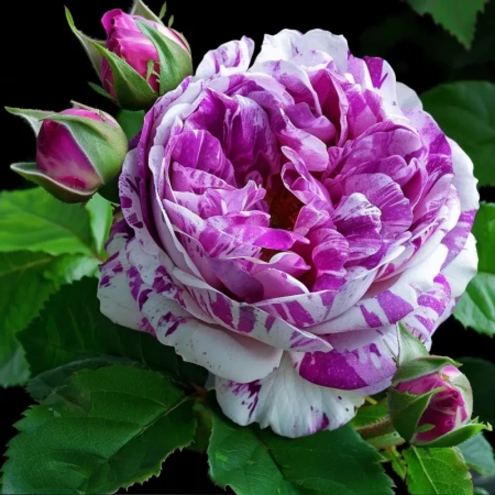 Ros 'Fragrant Avalanche'