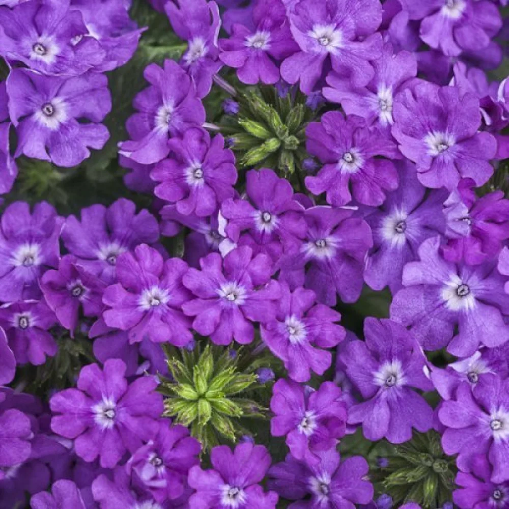 Storblommig verbena, lila