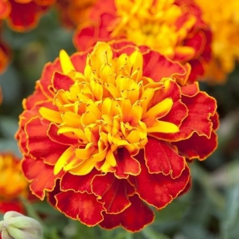 Fransk tagetes 'Petite Harmony'