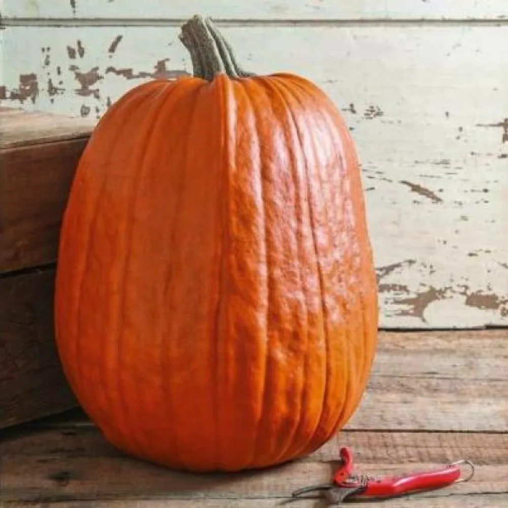 Pumpa 'Tom Fox'