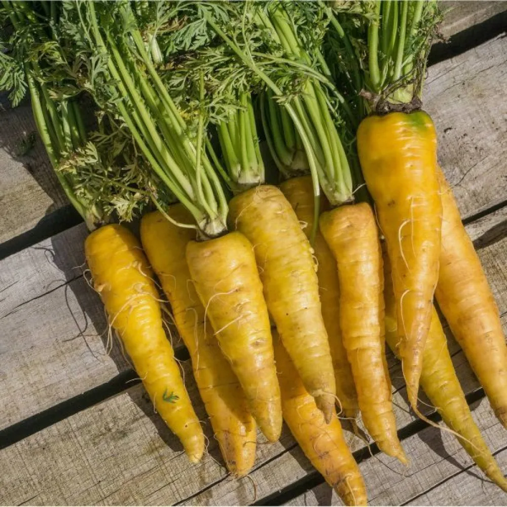 Morot 'Jaune du Doubs'
