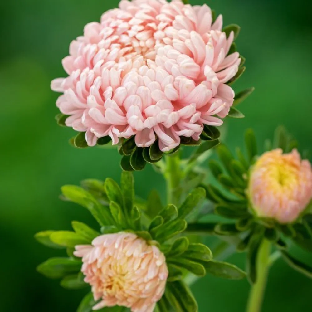 Sommaraster pionblommig – aprikos