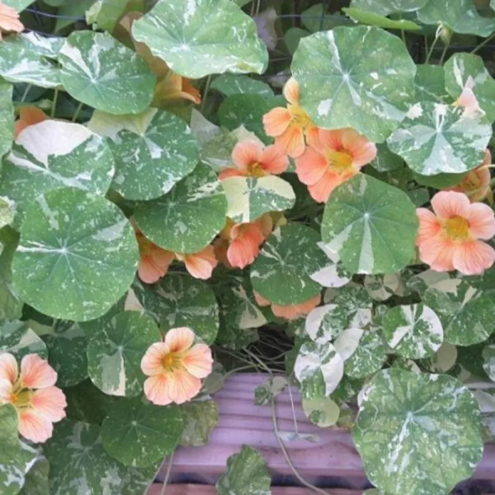Krasse 'Alaska Salmon Orange'