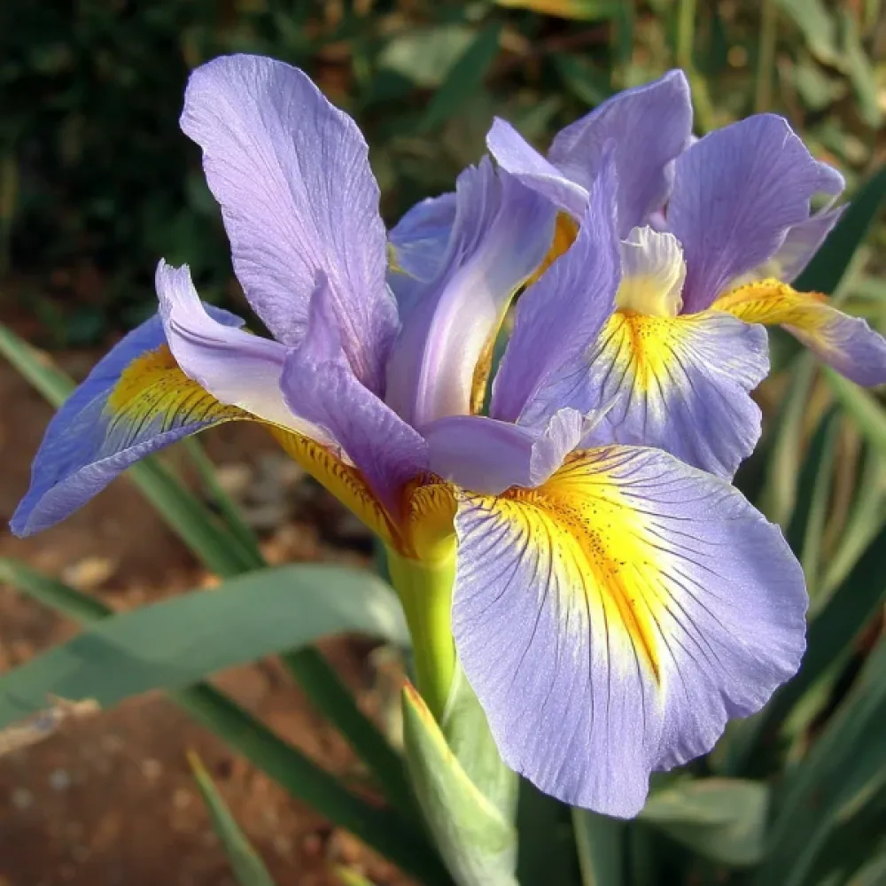 Iris 'King Mauve'