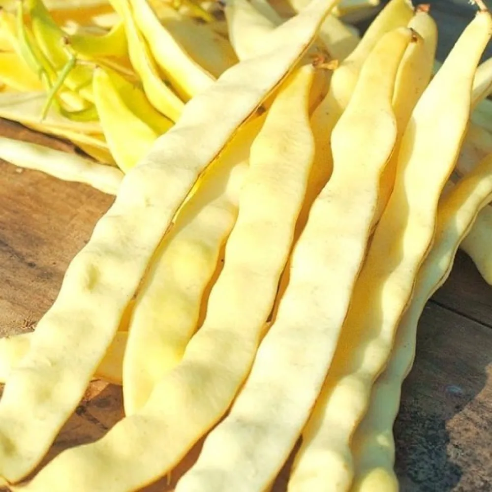 Störböna 'Goldmarie'