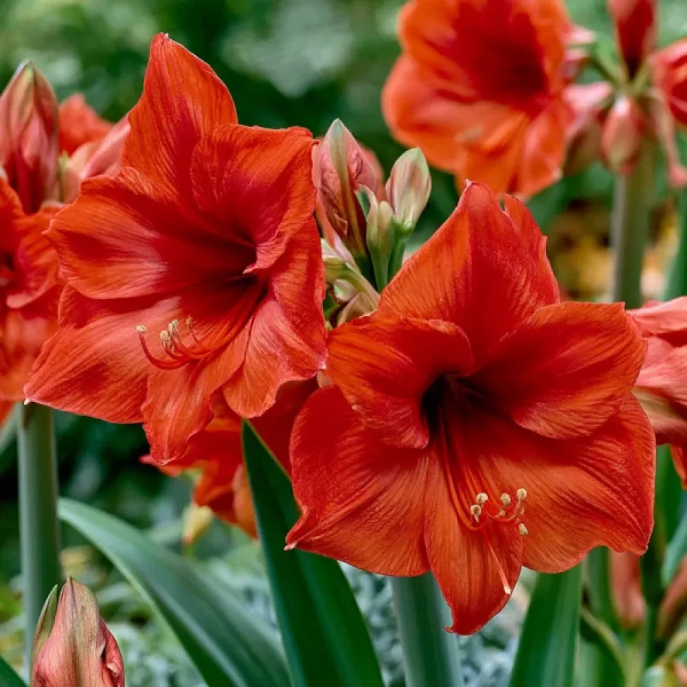 Amaryllis 'Celica'