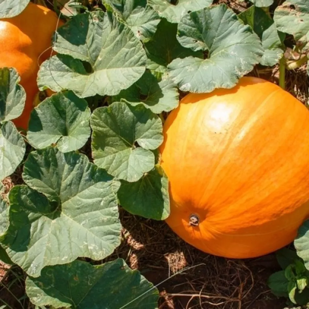 Pumpa 'Karowita Bis'