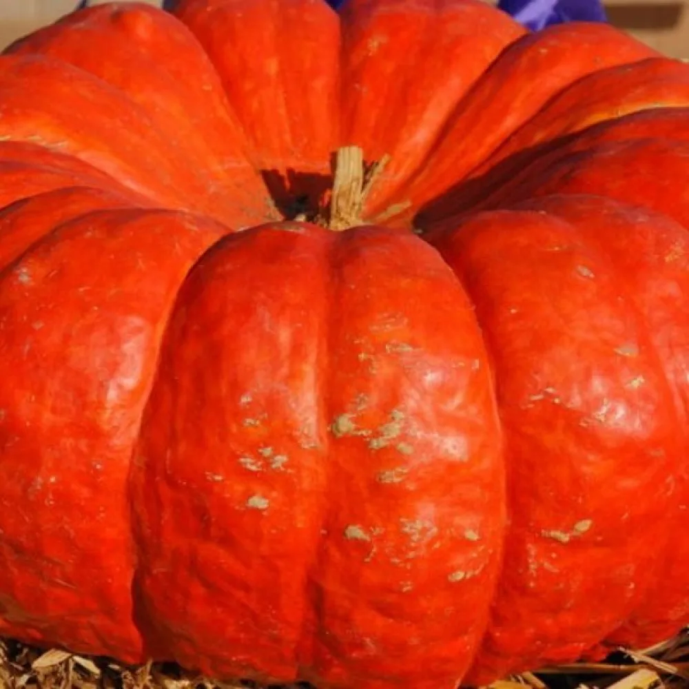 Pumpa 'Rouge Vif d'Étampes'