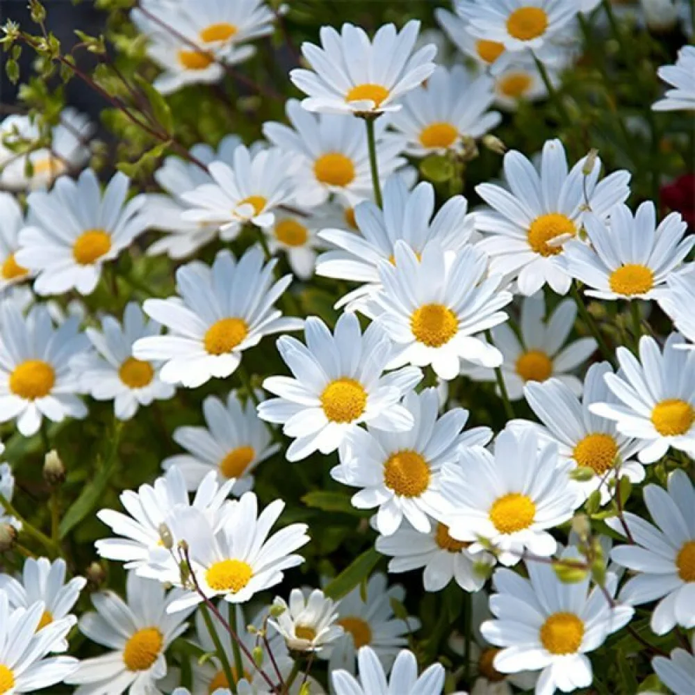 Krysantemum, rent vit